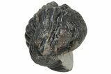 Bargain, Wide, Enrolled Pedinopariops Trilobite #229840-1